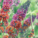 Syrikkä 'Bicolor' (Buddleia x weyeriana 'Bicolor')